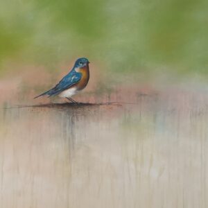 783F876C-7767-4E26-B416-455AE275AB2F_1_105_c