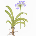 Agapanthus with root - colored pencil on h.p.paper by Betsy Barry