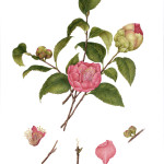 Camellia with dissection - colored pencil on hot pressed paper by Betsy Barry