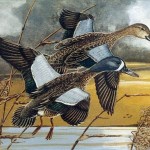 Blue wing Teal
