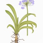 Betsy Barry, Botanical Art in Colored Pencil