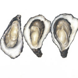 bb_039_oysters002_lowres_srgb