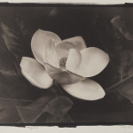 Magnolia by Michael Pittman