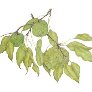 Macular Pomifera Osage Orange in colored pencil by Betsy Barry