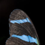 Blue Butterfly Wing OMG Bugs by Alberto Alanis