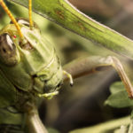 OMG Bugs by Alberto Alanis