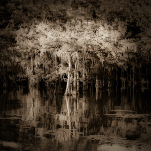 Jerry-Clark-Cover-Square-Cypress-in-Light-and-Shadow