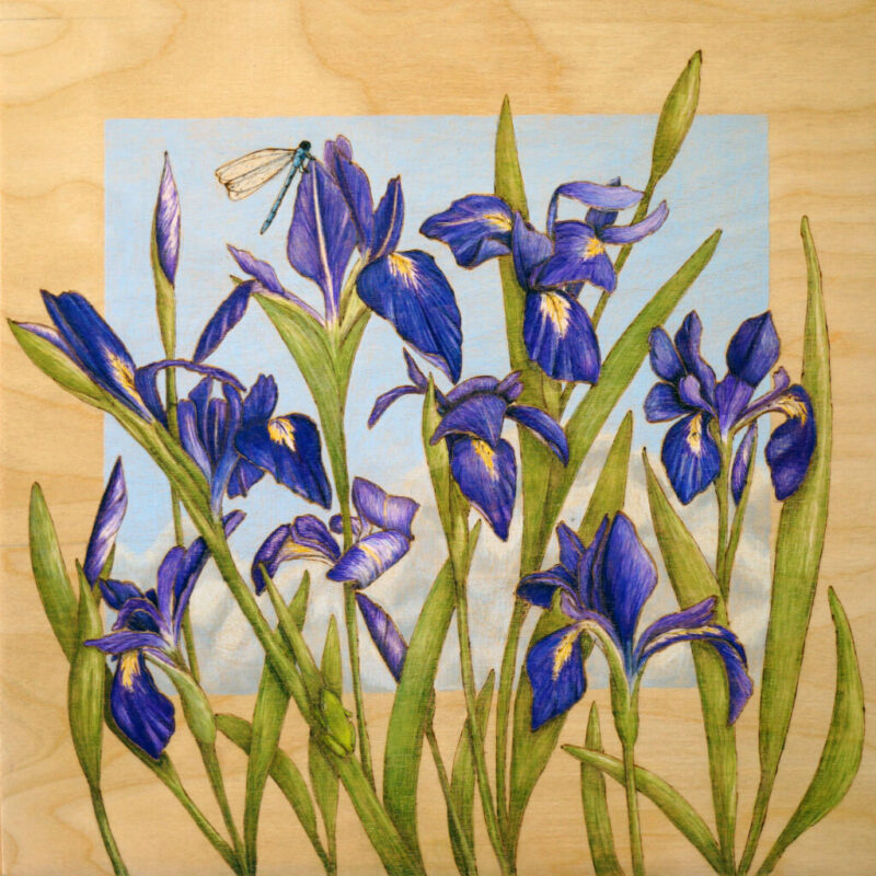 Angie-Spears-blue-flag-iris-20x20-1