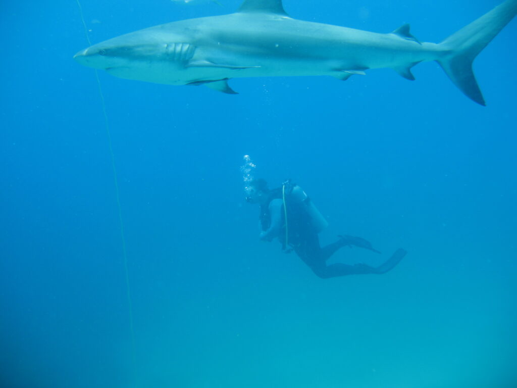Diving with sharks in the Bahamas, off the coast of Nassau. There were dozens more like this one all around us.