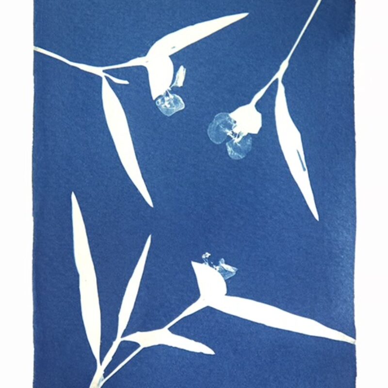 Blue Thumb Studio